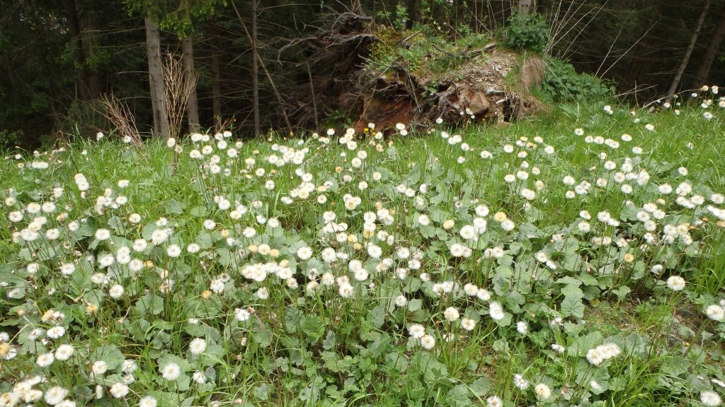 Flowers on the side of the road