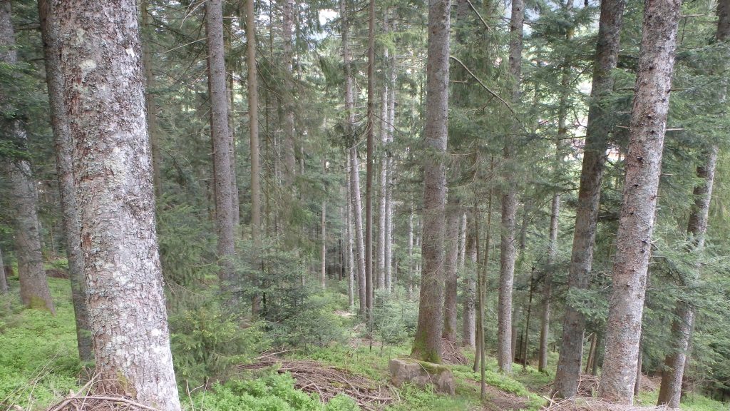 Black Forest at Middle Valley